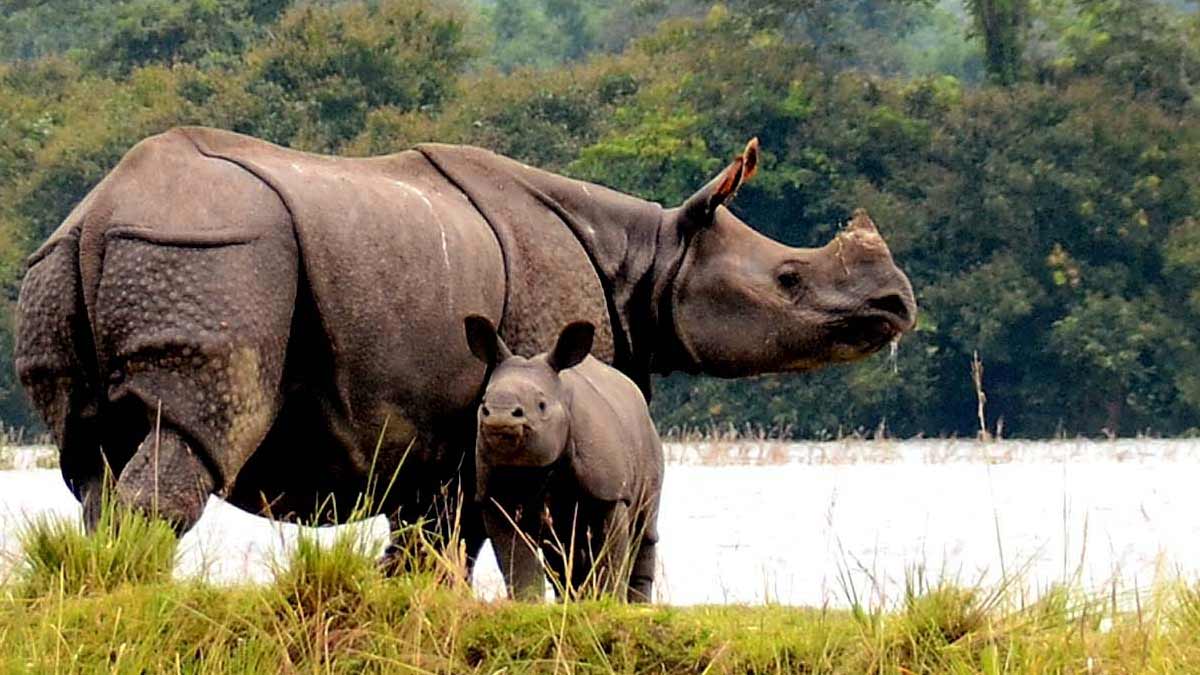 काजीरंगा